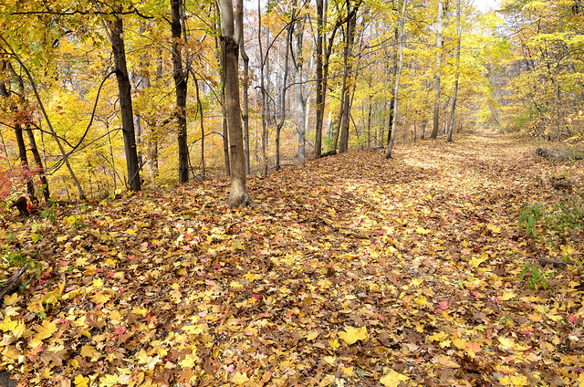 New York City Landscapes - Van Cortlandt Park