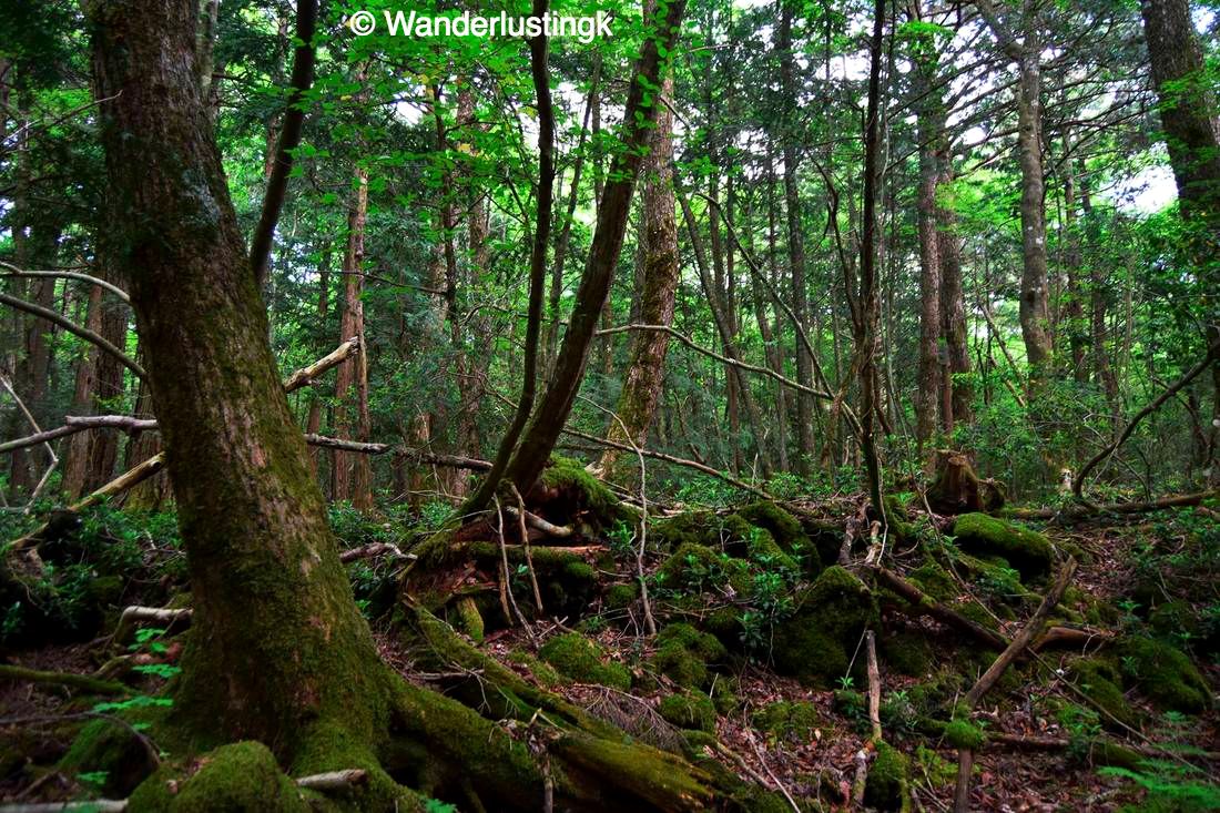 Is the Aokigahara Forest (青木ヶ原) in Japan haunted? Read my experience about hiking in the Sea of Trees ( 樹海).