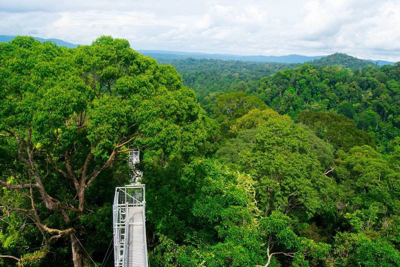 Adventure travelers, you'll want to visit the canopy bridge in Ulu Temburong National Park in Brunei for a canopy walk worth bragging about!