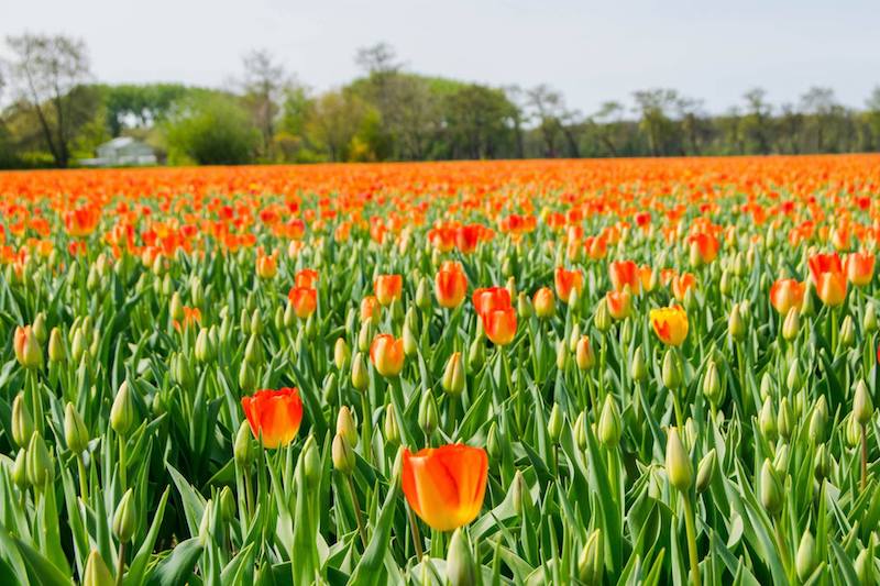 Beautiful tulips in the Netherlands.  Tulips are some of the best Dutch souvenirs that you can buy!