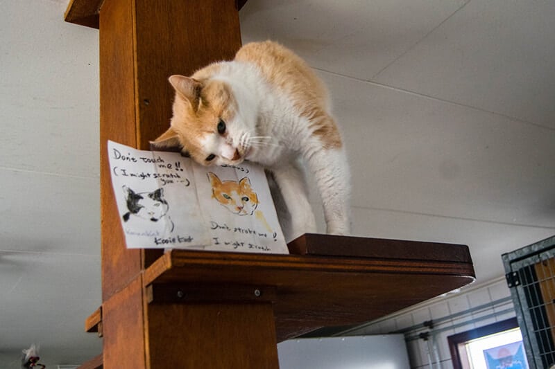 Cat on the cat boat in Amsterdam, one of the best places to see cats in Amsterdam! 