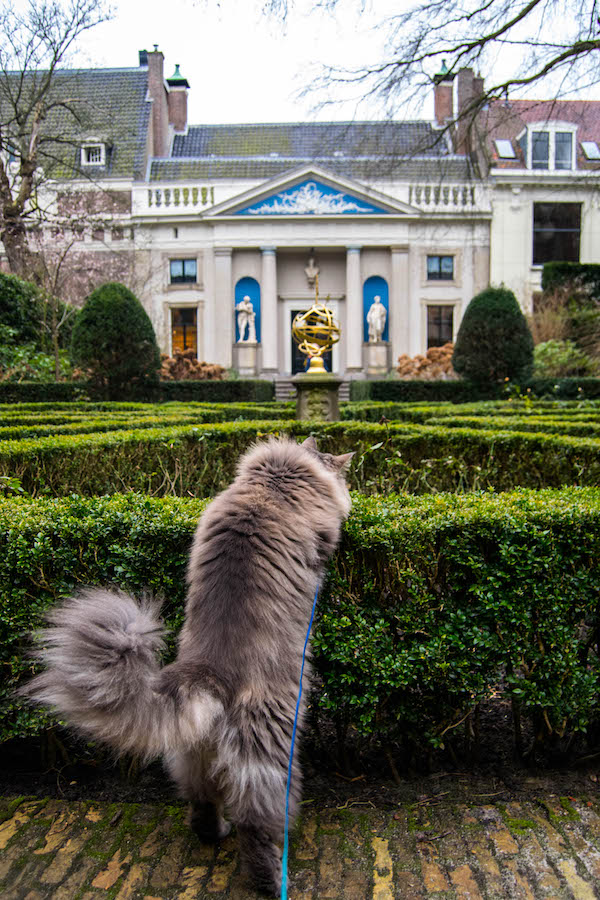 Beautiful fluffy cat at Museum Van Loon, one of the most instagrammable photo locations in Amsterdam! #amsterdam #travel #netherlands