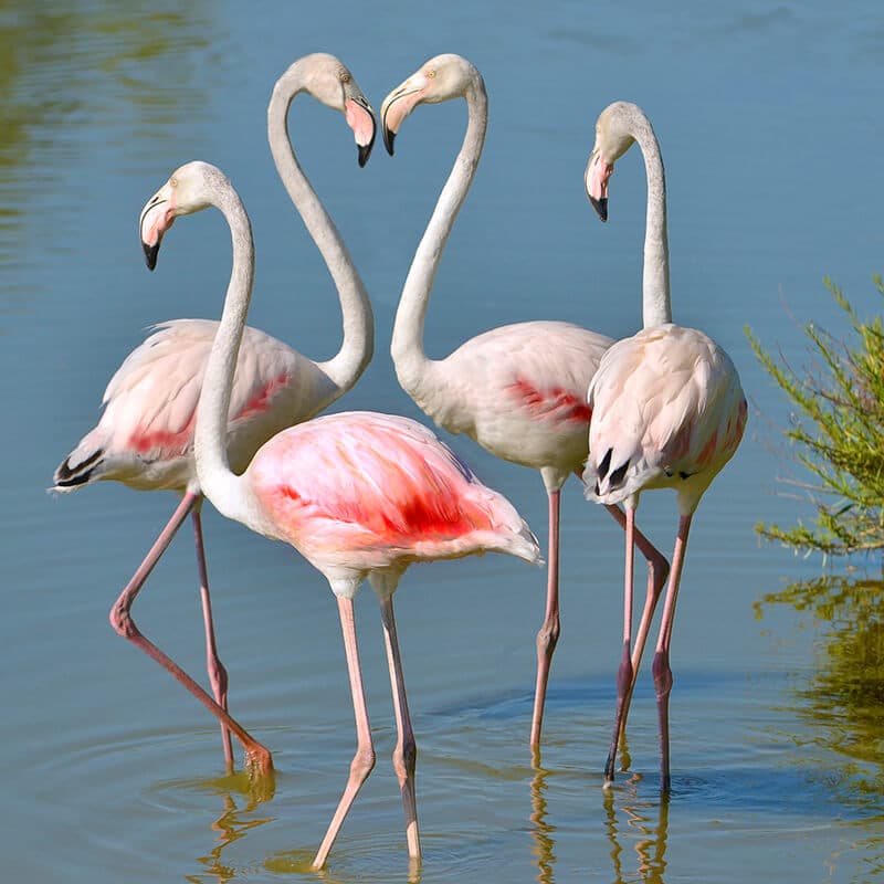 Flamingos in Camargue National Park in France outside of Arles