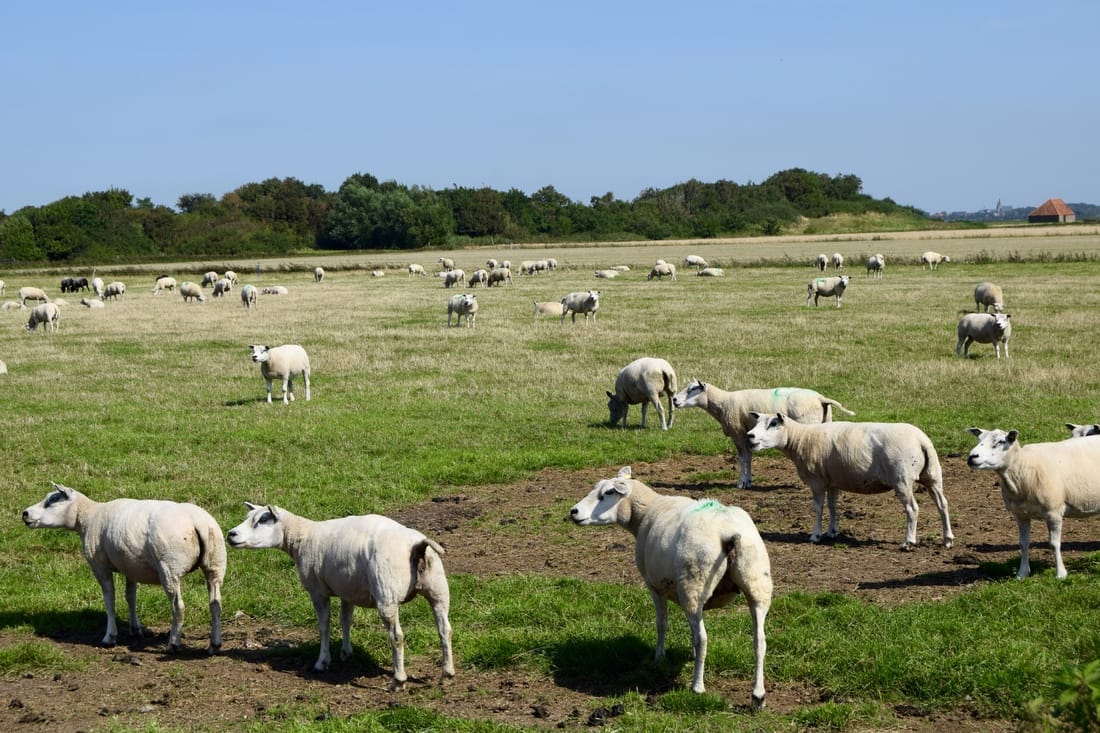 Need a relaxing summer weekend away from Amsterdam? Texel is perfect for a romantic couples vacation away from Amsterdam! Advice & tips for a relaxing vacation in the Netherlands! Heb een ontspannend weekendje weg nodig? Advies & tips voor een perfect vakantie in Texel binnen Nederland. 