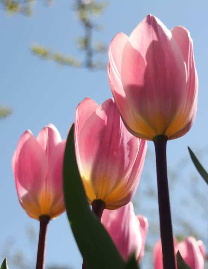 Beautiful pink tulips in a photo taken during a visit to Keukenhof, one of the best places to visit in Holland! #travel #holland #netherlands #keukenhof #tulips #nederland