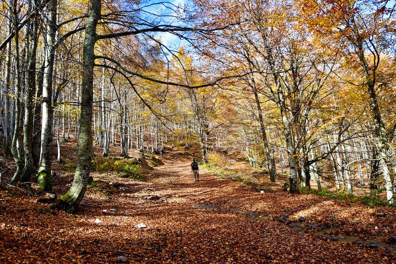 Photo of foliage in Kosovo . Discover the beauty of Kosovo through beautiful travel photographs of Kosovo. #travel #Kosovo #balkans #fall #nature