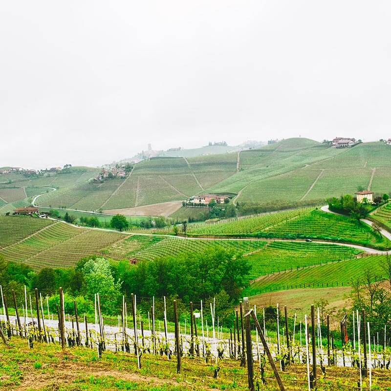 View of Barbaresco, Italy in the distance with vineyards of Nebbiolo grapes!